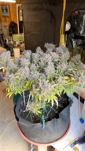 Seed to Harvest 9-10 weeks. Strain is a purple pheno of Galactic Drizzle. Cross between Green Crack and Advanced Alien Technology ✌️🫶🤙 | Erik Turja