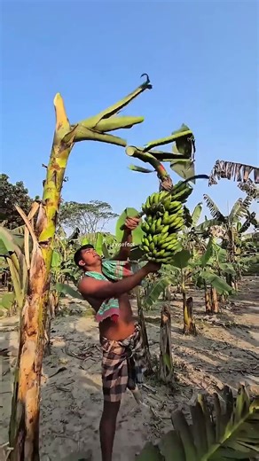 Not all ripe bananas ripen naturally 🍌😶 #zynofact