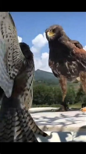 Incredible Attacks OF Peregrine Falcons By info fact News