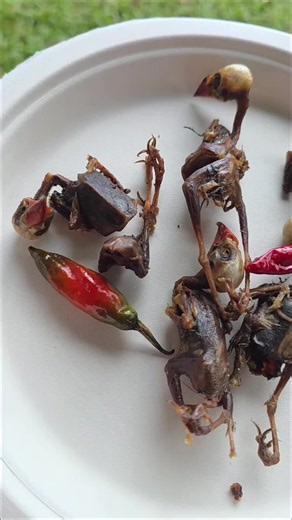 Trans Africa Fear Factor: Would You Eat This Zimbabwe Delicacy?