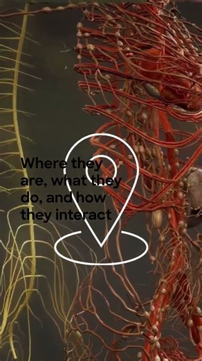 What Is the Human Cell Atlas? 🎯 A Complete Cellular Map by 2026