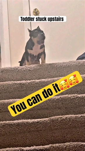 This puppy's stairs journey made me cry #emotional #cute