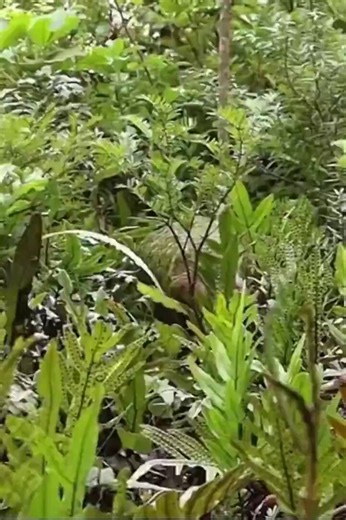 The kakapo, the only flightless parrot in the world.