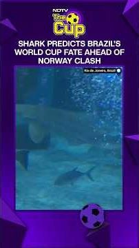 Rio Shark Predicts Brazil's World Cup Fate Ahead Of Norway Clash