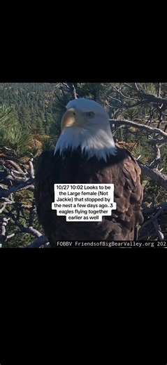 Big Bear Eagle Nest: Large Female (Not Jackie) & Shadow on 10/27