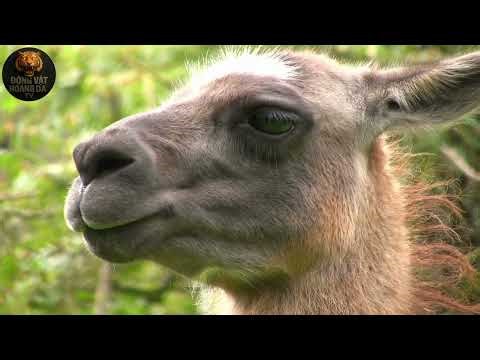 Nam Mỹ: Thiên Đường Của Những Đôi Cánh - Thế giới động vật