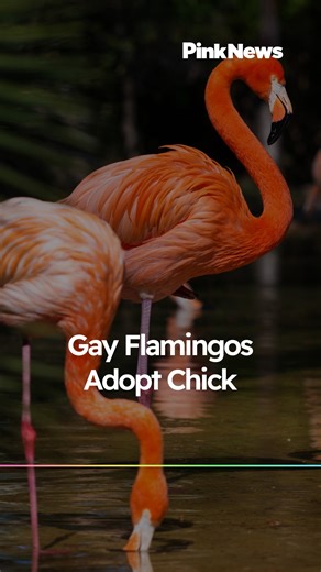 #FromTheArchives Two male flamingos adopted a chick after successfully hatching an egg together at San Diego Zoo Safari Park in California. Earlier this year, the same-sex bird couple impressed zookeepers with their parenting skills after they were given a dummy egg to sit on. Eventually, the specialists gave them a real egg, which hatched in September and is now “thriving”. In a social media post, the zoo said that the flamingo couple “has perfected their fatherly duties by alternating brooding