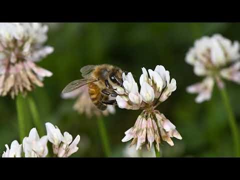 LIVE Chat Friday! Backyard Beekeeping Episode 357 The Way To Bee