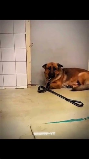 I dare you not to cry watching this dog's reaction... #shorts #viral