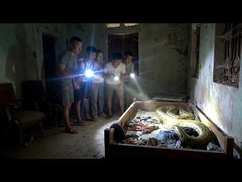 Terrifying Giant Python Attack Caught on Camera | Dramatic Rescue Mission Goes Wrong!