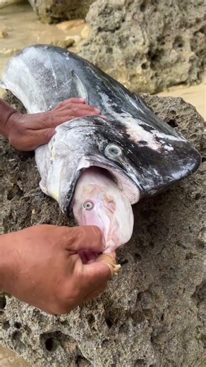 This Massive Fish Swallowed Another Fish Whole! 😱 #shorts