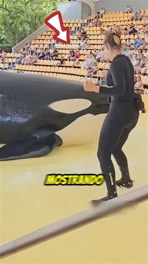 A BALEIA ORCA MAIS INTELIGENTE DA TERRA 😱