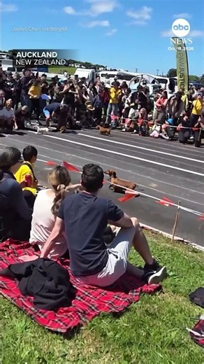 Dogs race to the finish line of the 2026 New Zealand Wiener Derby