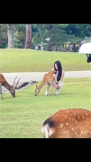 🦌 奈良公園の魅力がいっぱい！可愛い鹿たちと心温まる日本の風景 🇯🇵❤️✨#NaraPark #NaraDeer #Japan #JapanTravel #Hiran #Deer #Viral