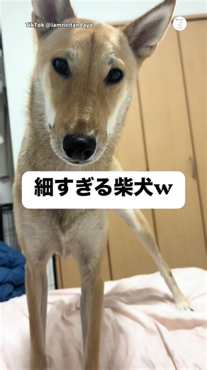 細すぎる柴犬‼️ボタンを押すとすぐにやってくる #柴犬 #犬 #いぬ #縄文柴犬 #犬のいる暮らし