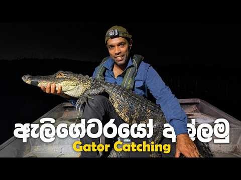 ඇලිගේටරයෝ අල්ලමු Gator Catching | Dr. Ru Somaweera | #යංසත්තුබලන්න #rugoeswild