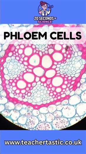 Phloem cells made easy - GCSE biology