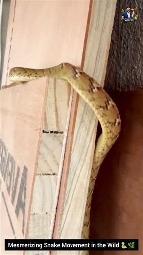 Mesmerizing Snake Movement in the Wild 🐍🌿 #SnakeBehavior #Wildlife #Nature #snake #wildliferescue