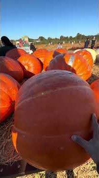 Pumkin town, Montauk, New York!