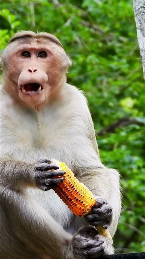 Đừng Xem Thường Loài Khỉ!