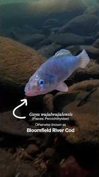 Is this ancient cod under threat?