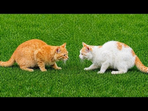 Crazy Cat Fight! 😼 Who Will Win This Epic Battle? 💥