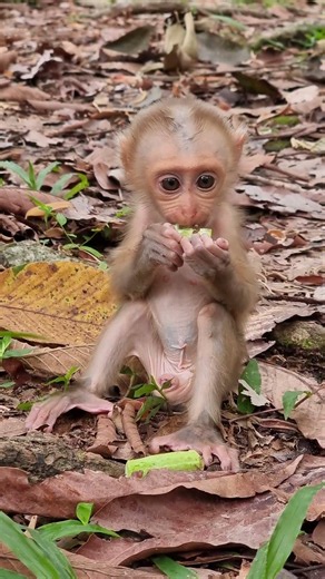 Lovely Baby Monkey With Mom Take Care #shorts