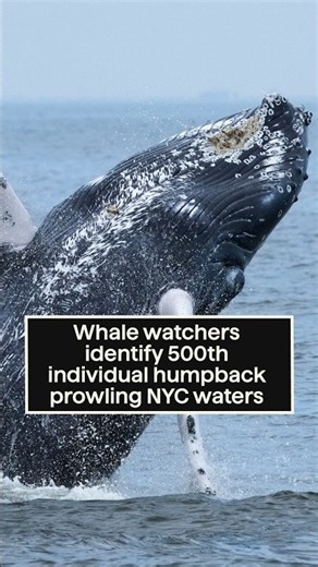 Whale watchers identify 500th individual humpback prowling NYC waters