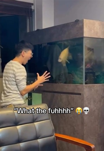 Funny Fish Tank Moments That Make You Laugh