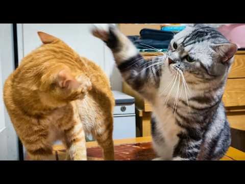 A little catnip to make their day.