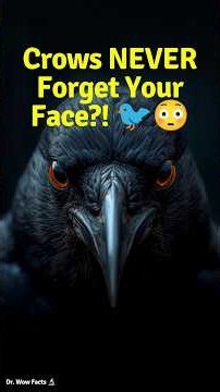 Crows Never Forget a Face — And They Hold Grudges For YEARS 🐦😳