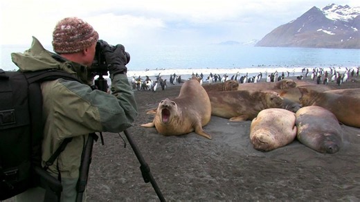 South Georgia Island - Untamed Wildlife Paradise at the Edge of the World
