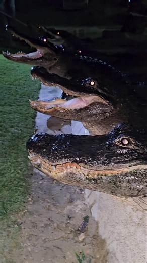 Alligators Feeding in the Dark!!