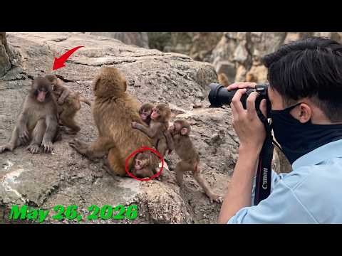 Punch Update - May 26, 2026: Cute Moments of Punch and the Baby Monkeys Captured by the Zookeeper