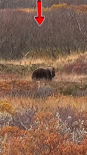 Brown Bear Encounter Two Shots From a Distance 🐻🎯2026#BrownBear#Hunting#Encounter#Hunting#Wildlif