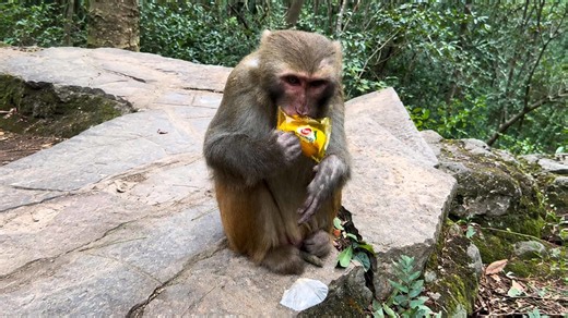 The Monkey Pauses Before Taking Another Bite From Its Snack