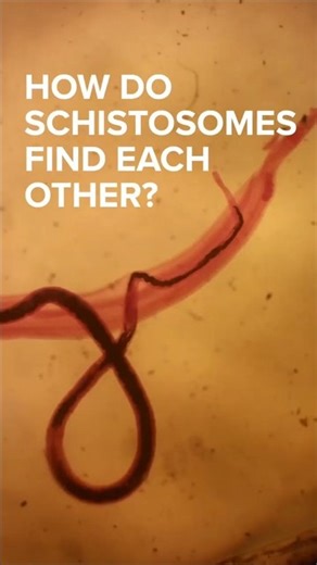 How do schistosomes find each other?