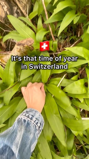 Swiss Spring Pasta! Full recipe👇#bärlauch #wildgarlic #switzerland