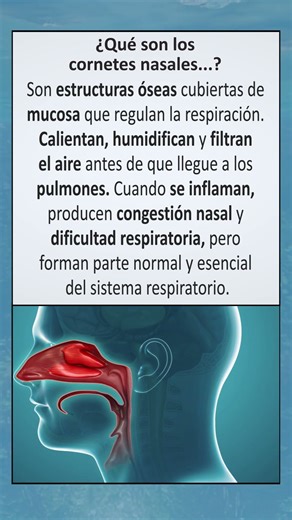 ¿Qué son los cornetes nasales?