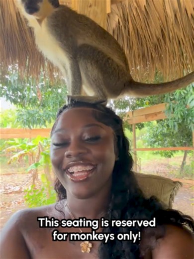 More monkeying around! 🐒 Part 2 of primates being real chaos gremlins 👹🙈 #Monkey #Wildlife #Fyp #Fail