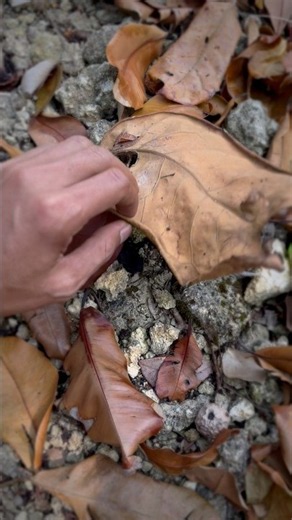 Finding a rare gecko hiding under a leaf #short #animals #animal #gecko #lizard