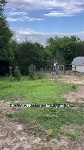 Horse Meets Donkey