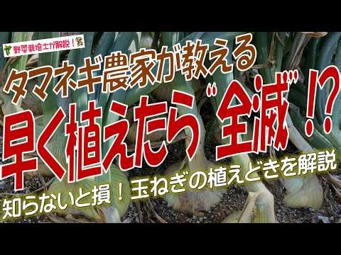 タマネギ栽培の落とし穴！（苗の植え付け時期が収量に与える影響をプロの視点で完全解説！