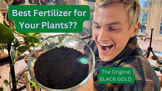 Great organic fertilizer - WORM CASTINGS - for all plants