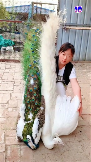Amazing Blue and White Peacock | Rare & Stunning Beauty of Nature 🦚 #peacock #shorts