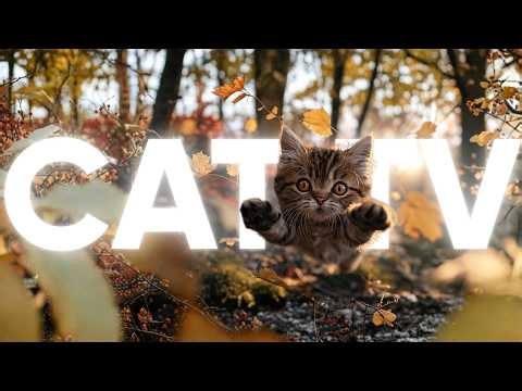 TV for Cats 🐱 Beautiful Birds, Underwater Worlds & Calming Cat Music