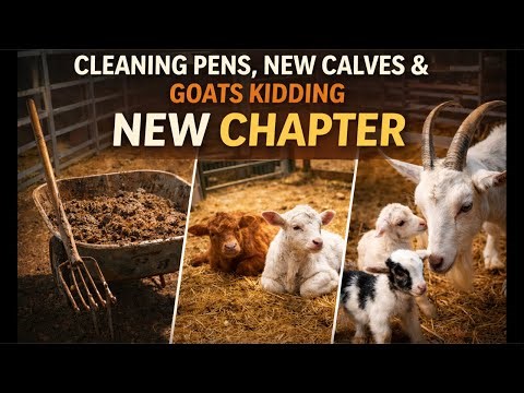 Busy Ranch Week Prep / Goats Kidding & Cows Calving / Farm Chores / Come Join The Fun ❤️