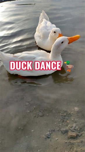 Duck Dance with Chicken Song 🦆🎵