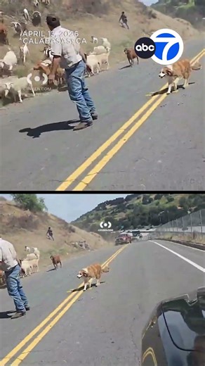 The great goat escape!