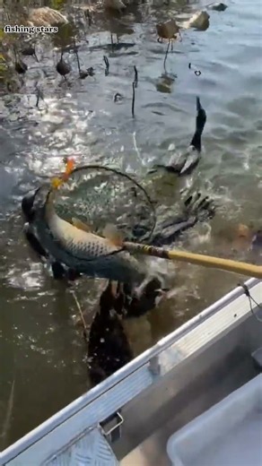 carp fishing #fishing #fish